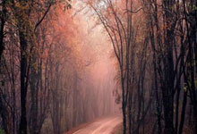 巴黎圣日耳曼擒杀对手晋级欧冠半决赛！